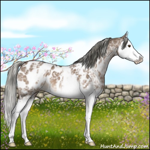 Horse Color:White Spotted Liver Red Dun Mushroom Splash Appaloosa 
