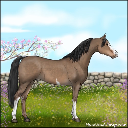 Horse Color:White Spotted Liver Red Dun 