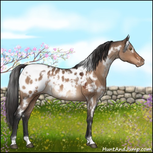 Horse Color:White Spotted Brown Dun Appaloosa 