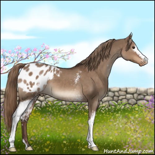 Horse Color:White Spotted Liver Red Dun Appaloosa 