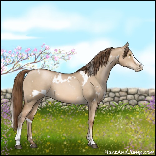 Horse Color:White Spotted Liver Red Dun Pearl Sabino 