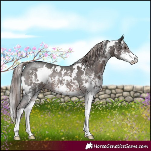 Horse Color:Platinum White Spotted Liver Chestnut Sabino 