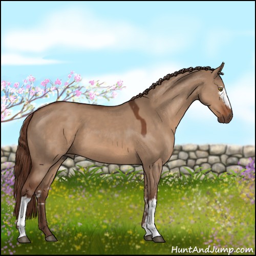 Horse Color:White Spotted Liver Red Dun 