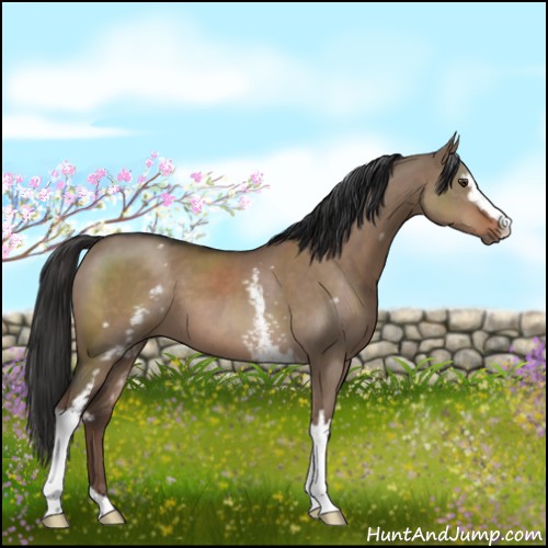 Horse Color:White Spotted Liver Red Dun Sabino 