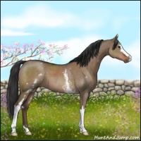 Horse Color:White Spotted Liver Red Dun Sabino 