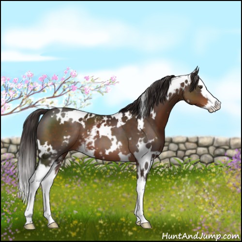 Horse Color:White Spotted Liver Chestnut Splash 