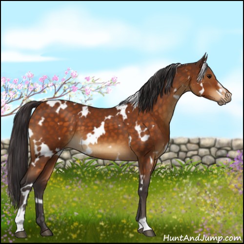 Horse Color:White Spotted Buckskin Sabino 
