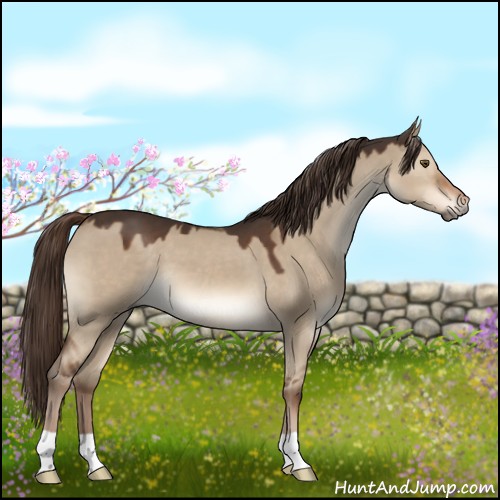 Horse Color:Liver Red Dun 