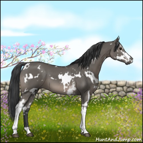 Horse Color:White Spotted Grullo 