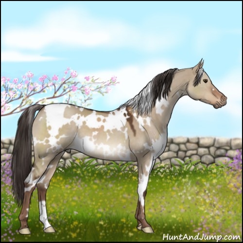 Horse Color:White Spotted Liver Red Dun 