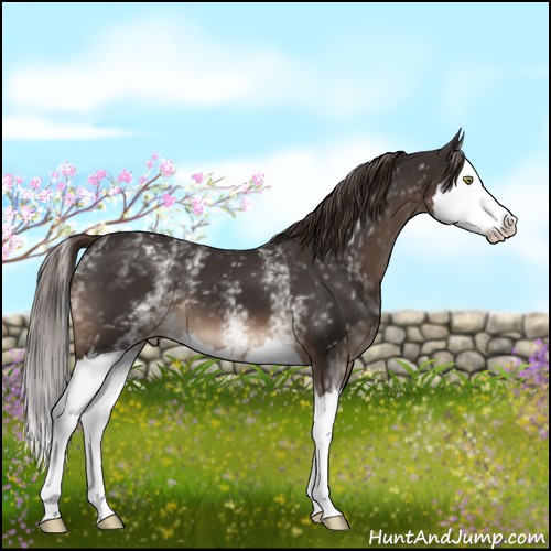 Horse Color:White Spotted Liver Chestnut Splash Appaloosa 