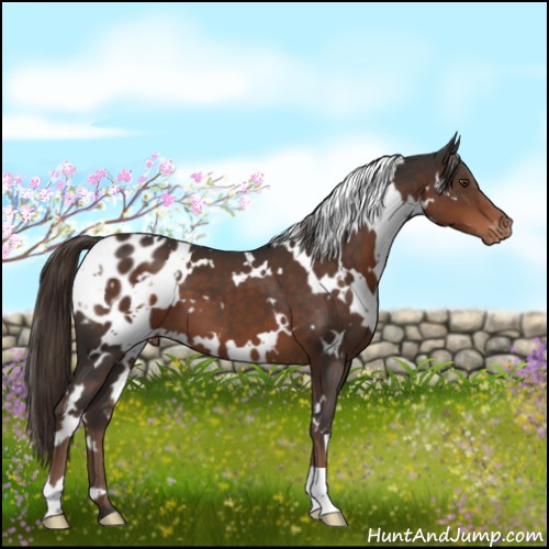 Horse Color:White Spotted Liver Chestnut Appaloosa 