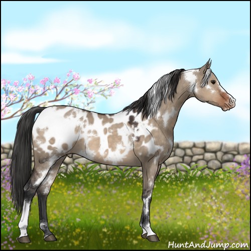 Horse Color:White Spotted Brown Dun Sabino Appaloosa 