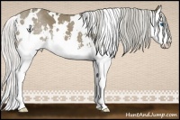 Horse Color:White Spotted Silver Black Splash