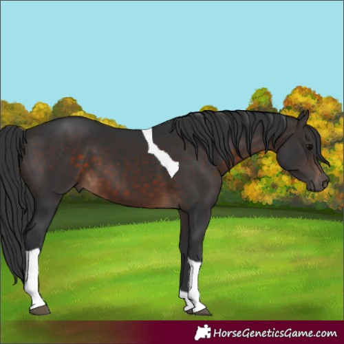 Horse Color:Brown Tobiano 