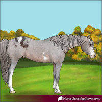 Horse Color:Brown Sabino Appaloosa 