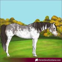 Horse Color:White Spotted Liver Chestnut Sabino Splash 