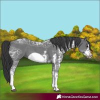 Horse Color:Black Ice Sabino Frame