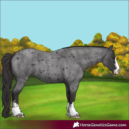 Horse Color:Smoky Blue Roan 