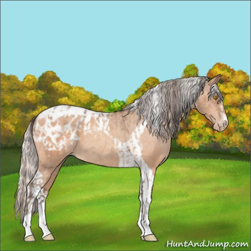 Horse Color:Amber Champagne Sabino Tobiano Appaloosa  and Silver Amber Champagne Sabino Tobiano Appaloosa 