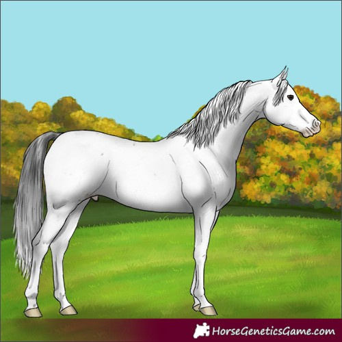 Horse Color:Black Sabino 