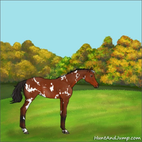 Horse Color:Gray White Spotted Bay Rabicano 
