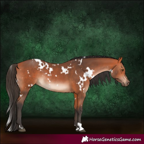 Horse Color:White Spotted Bay Rabicano 