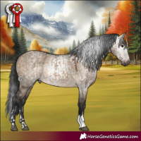 Horse Color:Brown Dun Rabicano and Gray Brown Dun
