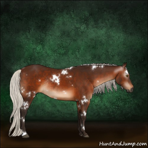 Horse Color:Gray White Spotted Silver Bay Rabicano 