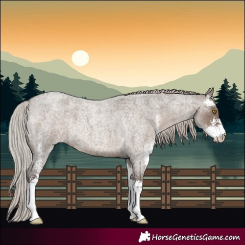 Horse Color:Silver Grullo Roan Sabino 