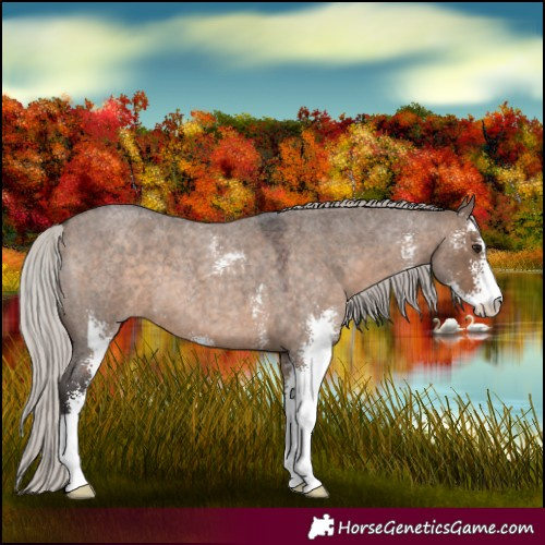 Horse Color:Silver Brown Roan Dun Sabino 