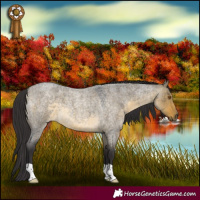 Horse Color:Buckskin Roan Dun 