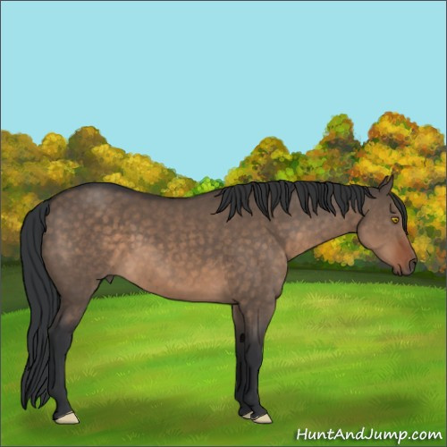 Horse Color:Brown Dun 