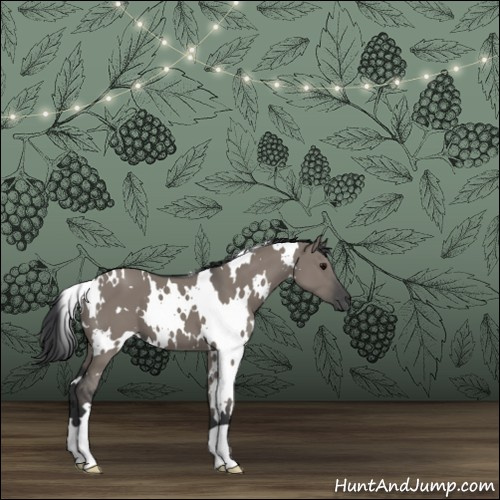 Horse Color:White Spotted Grullo 