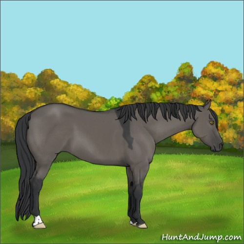 Horse Color:Grullo 