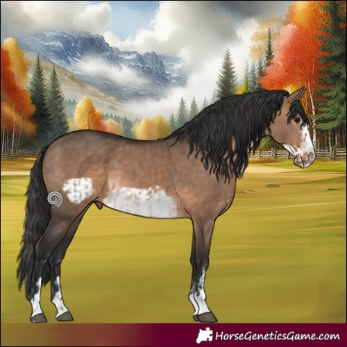 Horse Color:Brown Dun Rabicano  and Brown Dun Frame 