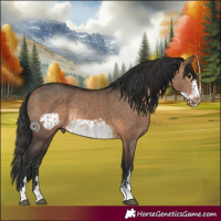 Horse Color:Brown Dun Rabicano  and Brown Dun Frame 