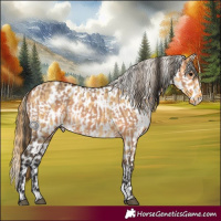 Horse Color:Bay Dun Rabicano and Buckskin Dun Near Leopard