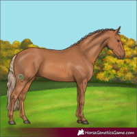 Horse Color:Chestnut 