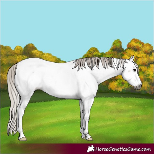 Horse Color:Gray Silver Grullo Appaloosa