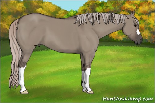 Horse Color:Silver Grullo 