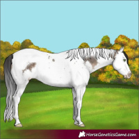 Horse Color:Brown Dun Splash Tobiano 