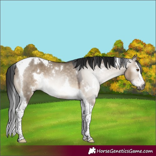 Horse Color:Gray White Spotted Brown Dun Mushroom Splash Tobiano