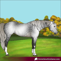 Horse Color:Gray Silver Buckskin 
