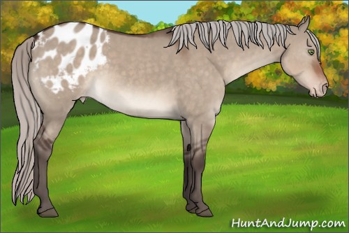 Horse Color:Silver Brown Dun Mushroom Appaloosa Rabicano 