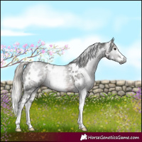 Horse Color:Gray White Spotted Silver Black Sabino 