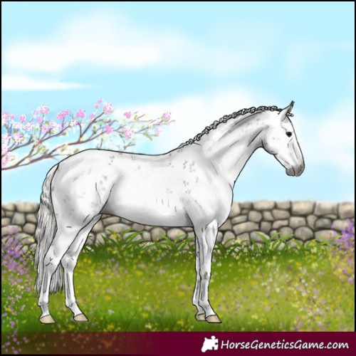 Horse Color:Gray White Spotted Silver Black Sabino 