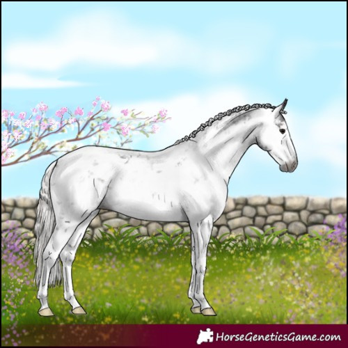 Horse Color:Gray White Spotted Silver Black Sabino 