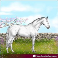 Horse Color:Gray White Spotted Silver Black Sabino 