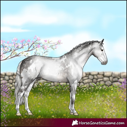 Horse Color:Gray White Spotted Silver Black Sabino 